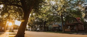 sunset-tree-edison-neighborhood-kalamazoo-photo